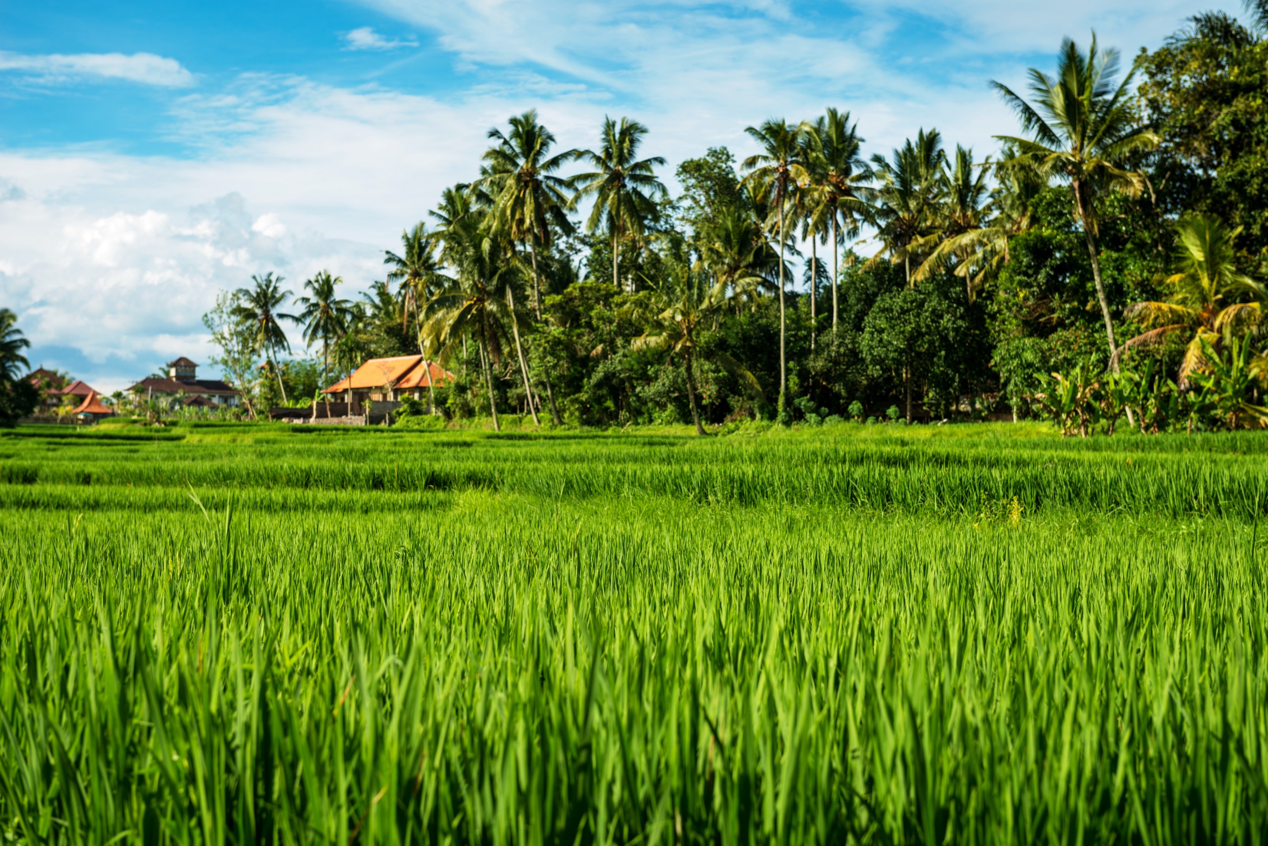 TARGET: Pemerintah daerah targetkan cetak sawah baru 20 ribu hektare pada 2026. Namun kendala di lapangan membuat realisasi berjalan lambat.
