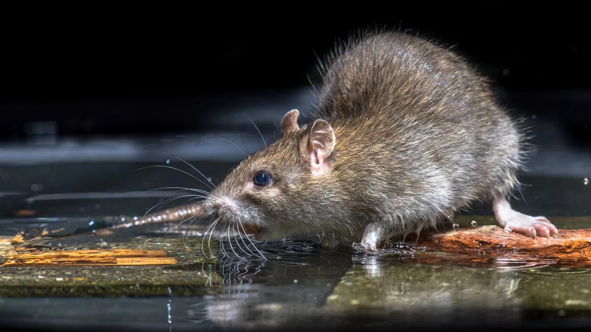 PENYEBAB: Waspada urine tikus saat musim banjir karena bisa jadi penyebab leptospirosis.