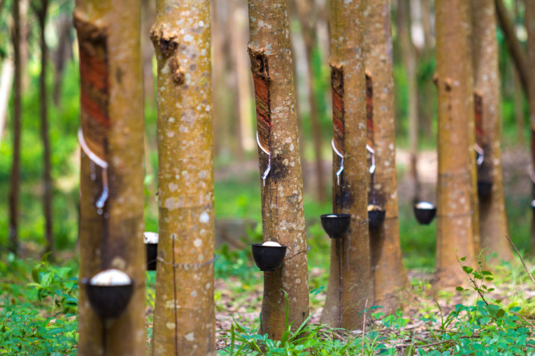 PRODUKTIF: Karet jadi salah satu komoditi unggulan dari Kutai Barat.