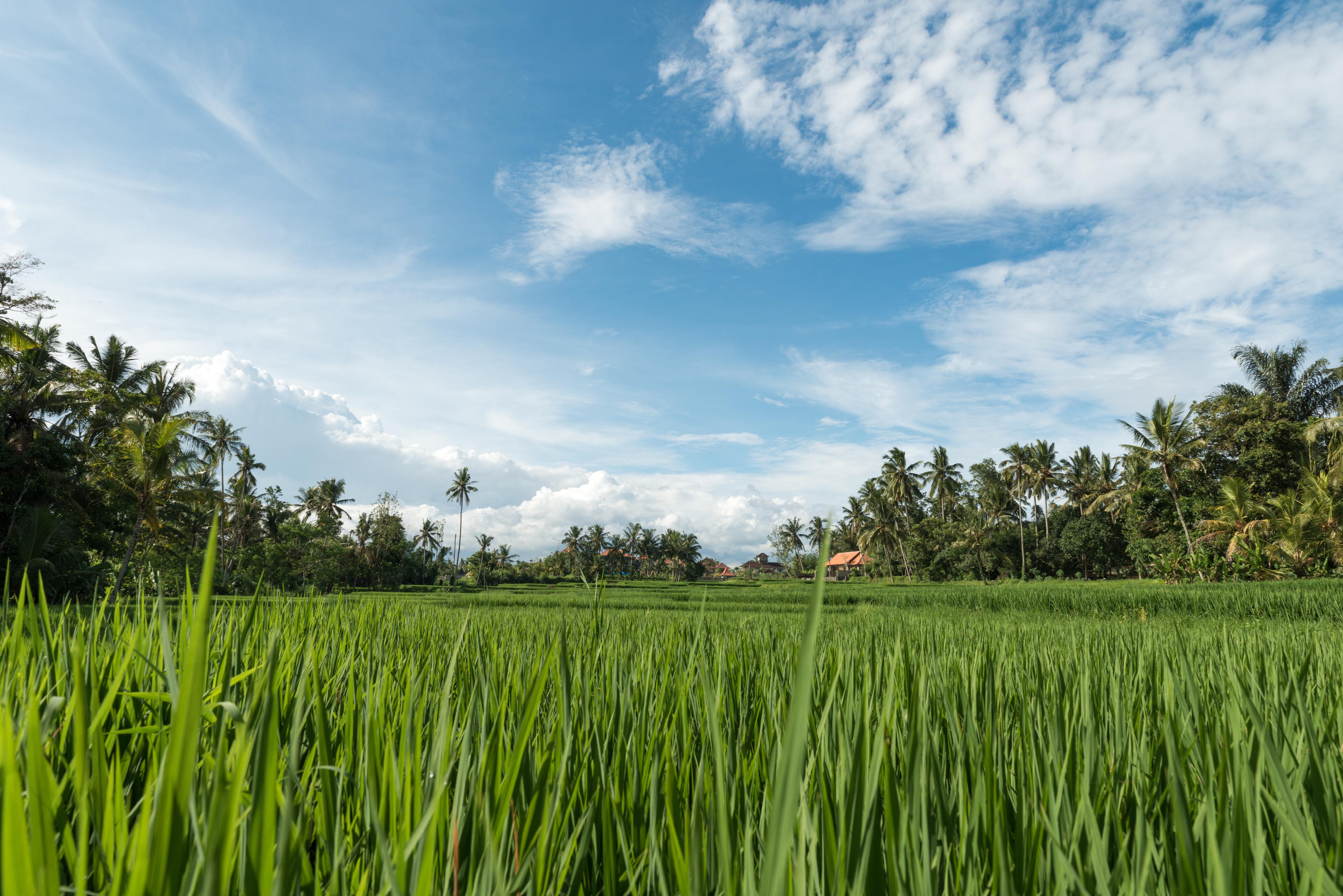 PENGUSULAN: Tahapan cetak sawah dimulai dari proses pengusulan lokasi lalu verifikasi.
