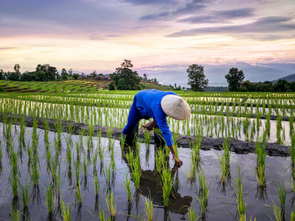 Dari total sekitar 46 ribu hektare sawah yang tercatat di Kaltim, hanya 31 ribu hektare yang benar-benar produktif dan aktif ditanami.