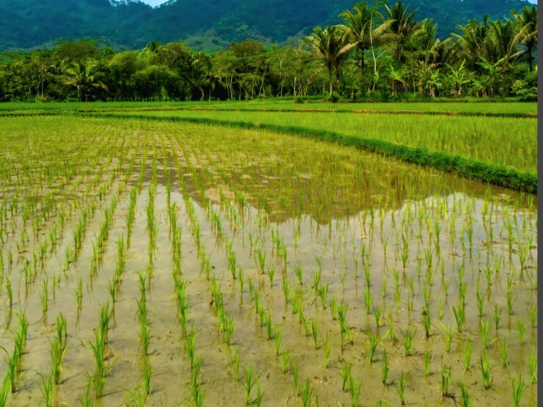 Strategi intensifikasi juga digencarkan lewat program optimalisasi lahan, pada 2025 menyasar 13.900 hektare.