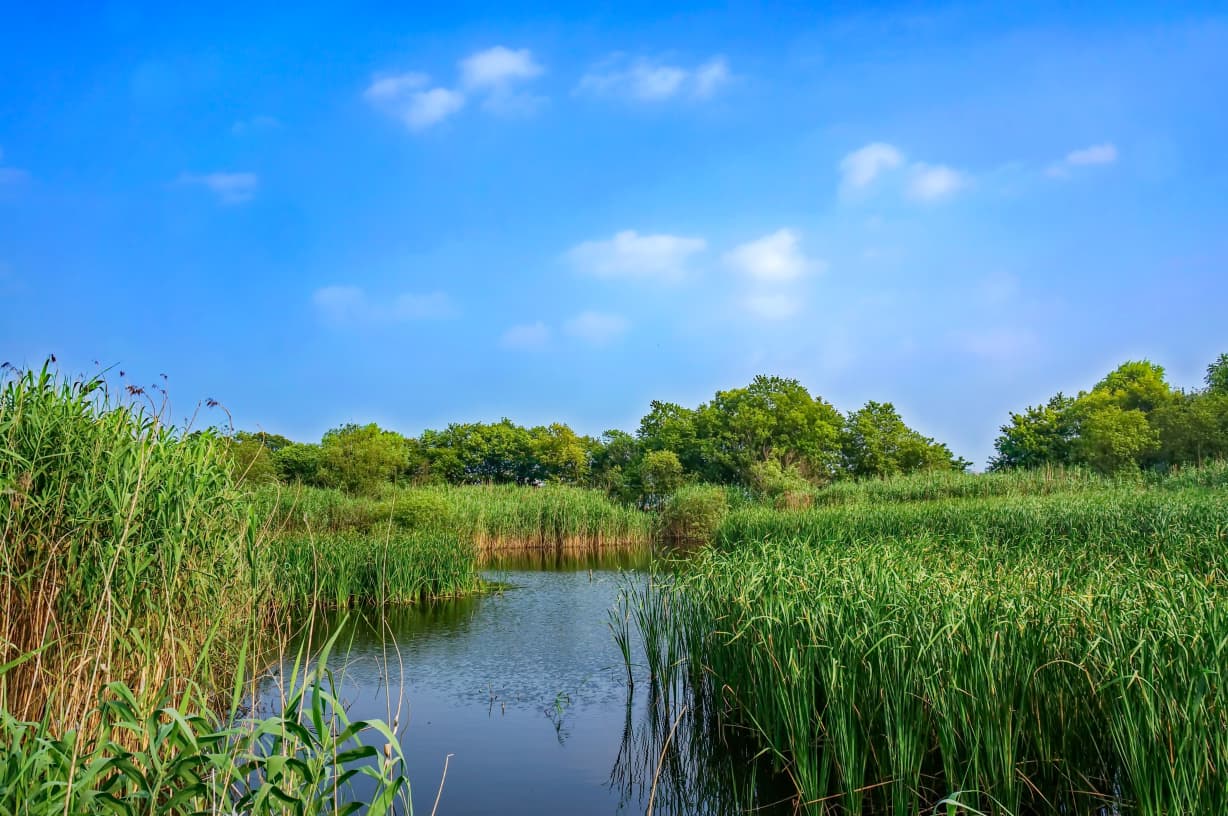 LINGKUNGAN: Aspek lingkungan jadi salah satu pertimbangan dalam penetapan lokasi cetak sawah. Beberapa jenis lahan  memiliki keterbatasan terutama lahan rawa dengan kondisi tertentu.