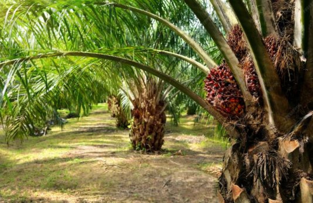 Harga TBS sawit periode akhir Januari terus tunjukkan perbaikan. Seiring membaiknya permintaan dan sentimen pasar global.