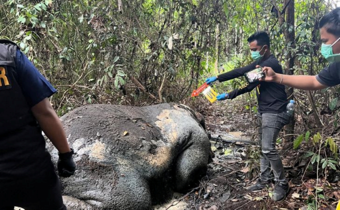 Keadaan gajah mati tanpa kepala saat ditemukan di Kecamatan Ukui, Kabupaten Pelalawan, Riau.