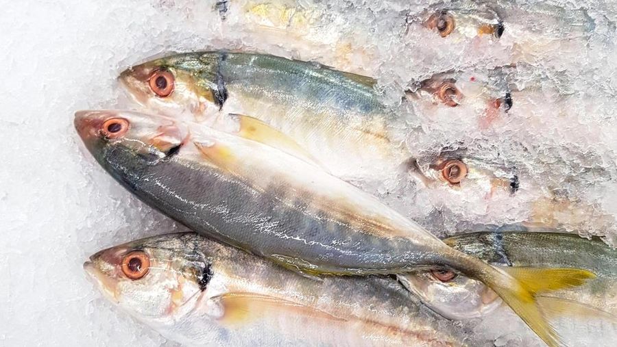 Ikan kembung
