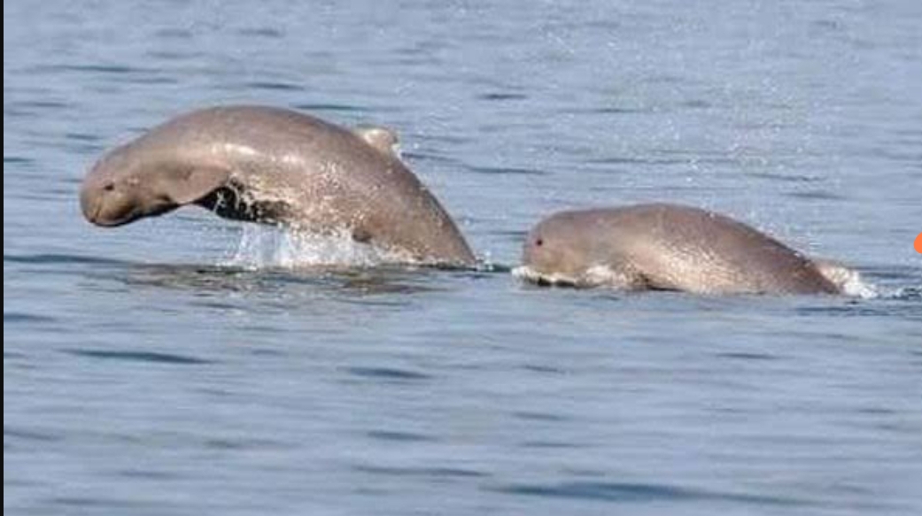 Pesut Mahakam kini berstatus kritis dengan populasi diperkirakan hanya tersisa sekitar 66 ekor akibat tekanan aktivitas manusia dan kerusakan habitat. (FOTO: IST)
