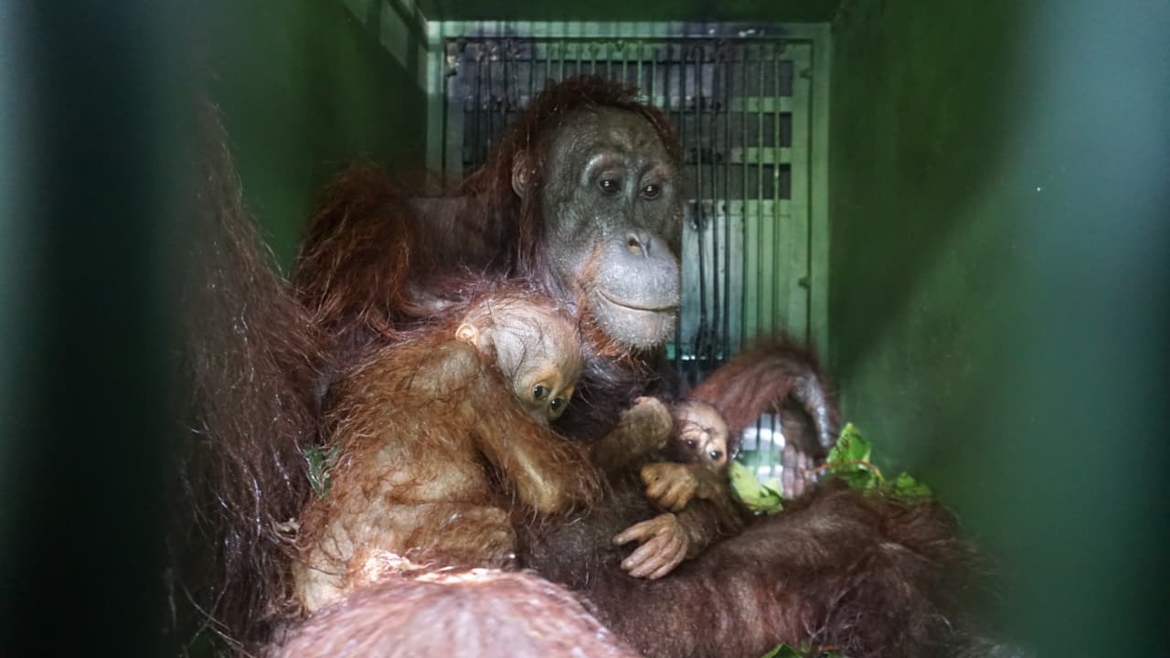 Induk orangutan, Jane bersama dua anak kembarnya ditemukan di kawasan hutan terfragmentasi di Bengalon, Kutim.