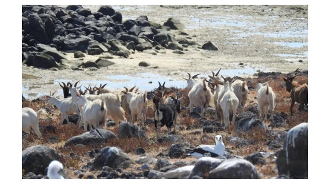 AJAIB: Kambing ajaib hidup ratusan tahun tanpa minum air tawar.