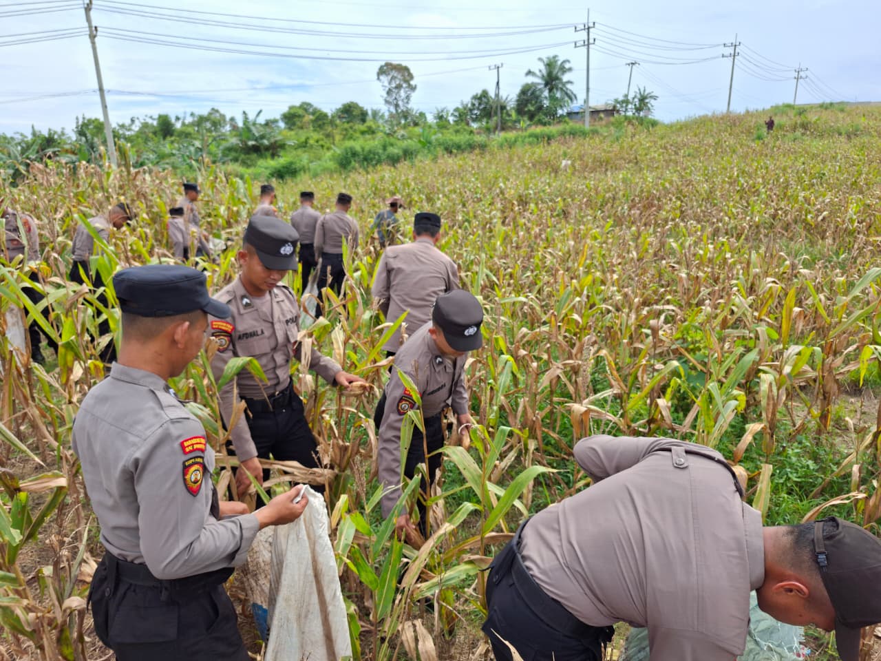 JAGUNG: Personel Polres PPU saat memanen jagung di atas areal Badan Bank Tanah PPU.