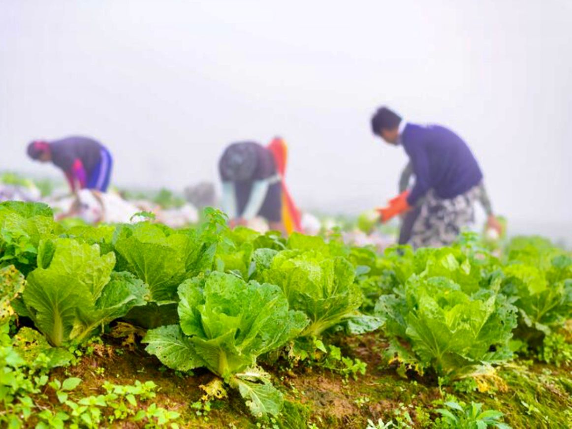 TERTINGGI: Hortikultura catatkan nilai NTP tertinggi yakni 3,89 persen dibanding subsektor lainnya.