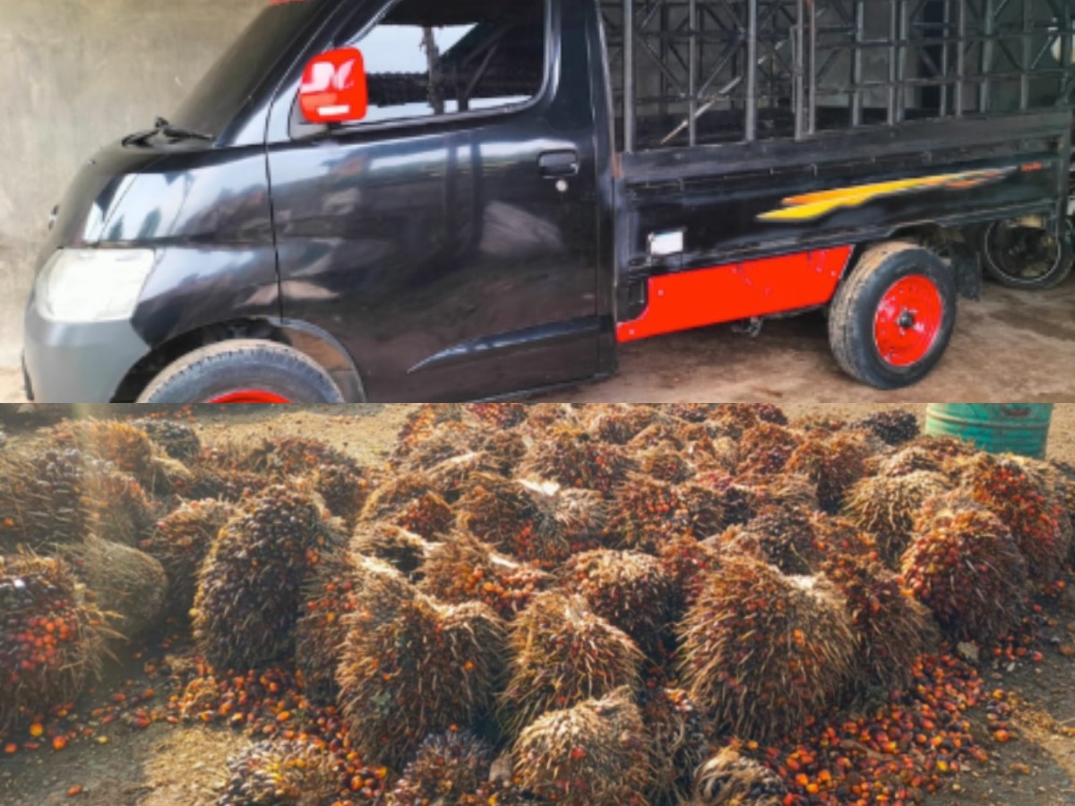 Barang bukti mobil pickup dan sawit yang diamankan dari pelaku pencurian. (Foto: Polsek Samboja)