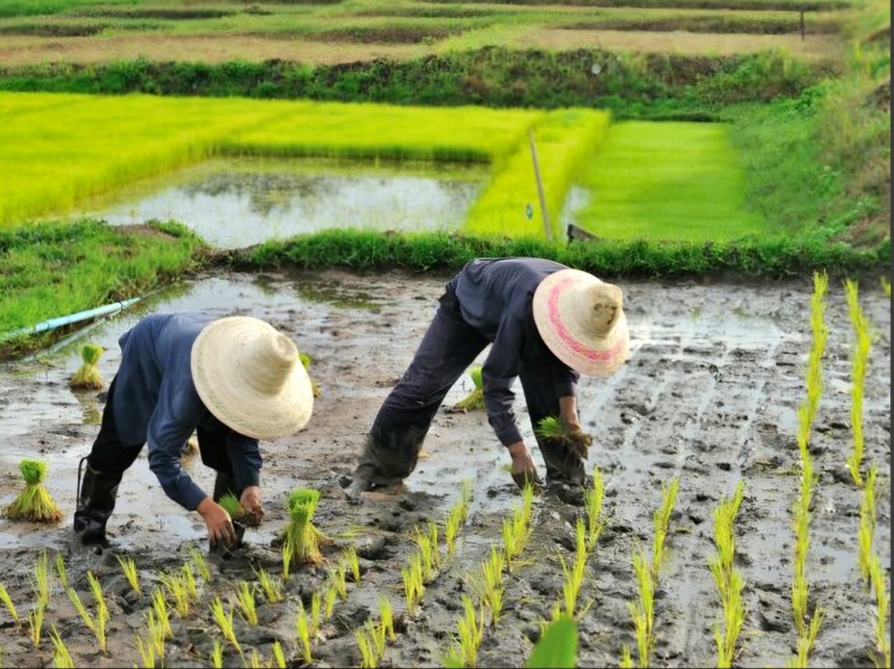 TANAMAN PANGAN: Aktivitas petani di lahan hortikultura. Kinerja sektor pertanian Kaltim mulai melambat pada triwulan IV 2025 akibat penurunan produksi dan tekanan harga komoditas.