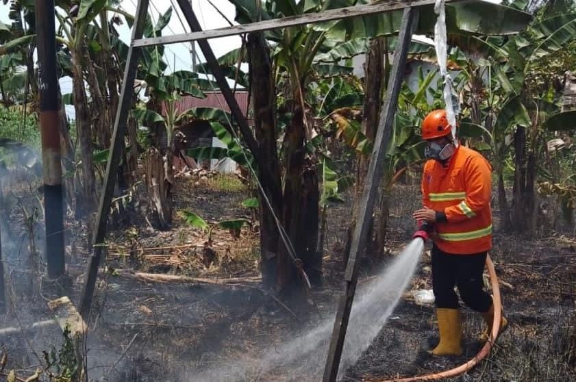 Petugas melakukan pemadaman semak belukar di batas lahan yang terbakar.