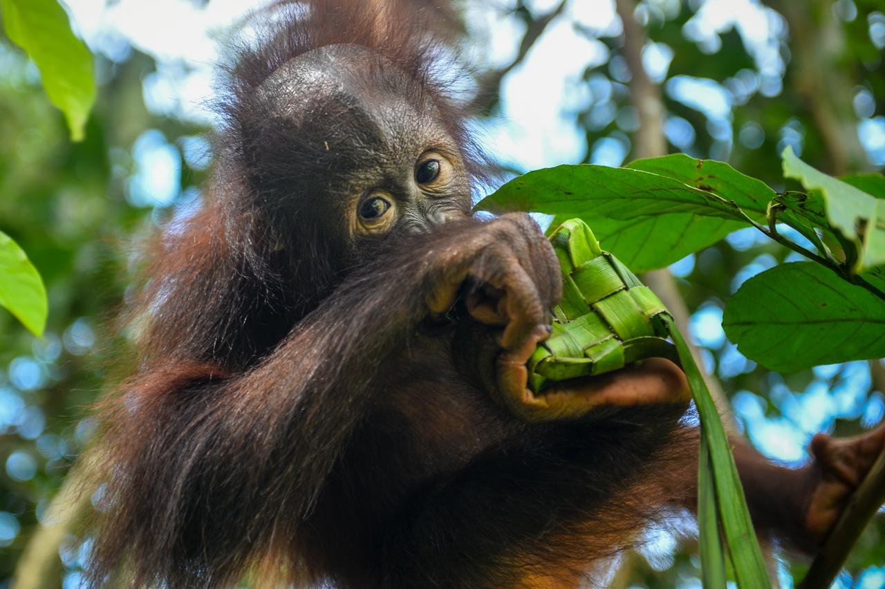 Ketupat berisi potongan buah dan madu yang digantung di sekolah hutan. Metode ini memaksa satwa untuk berpikir dan bergerak aktif layaknya mencari makanan di pucuk pohon tertinggi di rimba. (IST)