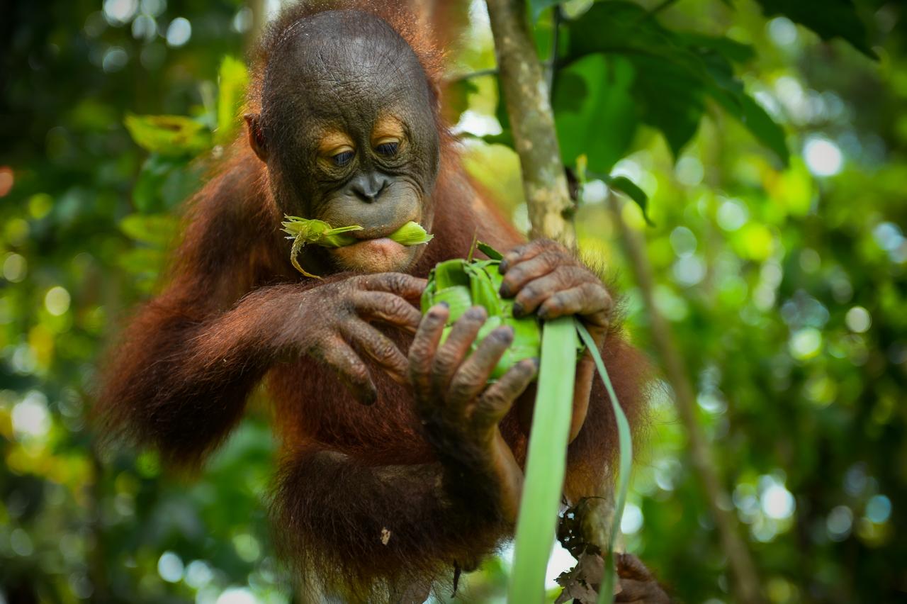 Ketupat berisi potongan buah dan madu yang digantung di sekolah hutan. Metode ini memaksa satwa untuk berpikir dan bergerak aktif layaknya mencari makanan di pucuk pohon tertinggi di rimba. (IST)