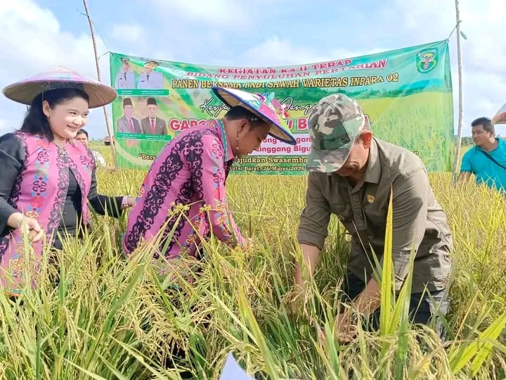 KOMPAK: Bupati Kubar, Frederick Edwin (tengah) dan Wakil Bupati, H Nanang Adriani (kanan) panen padi di Rapak Oros.