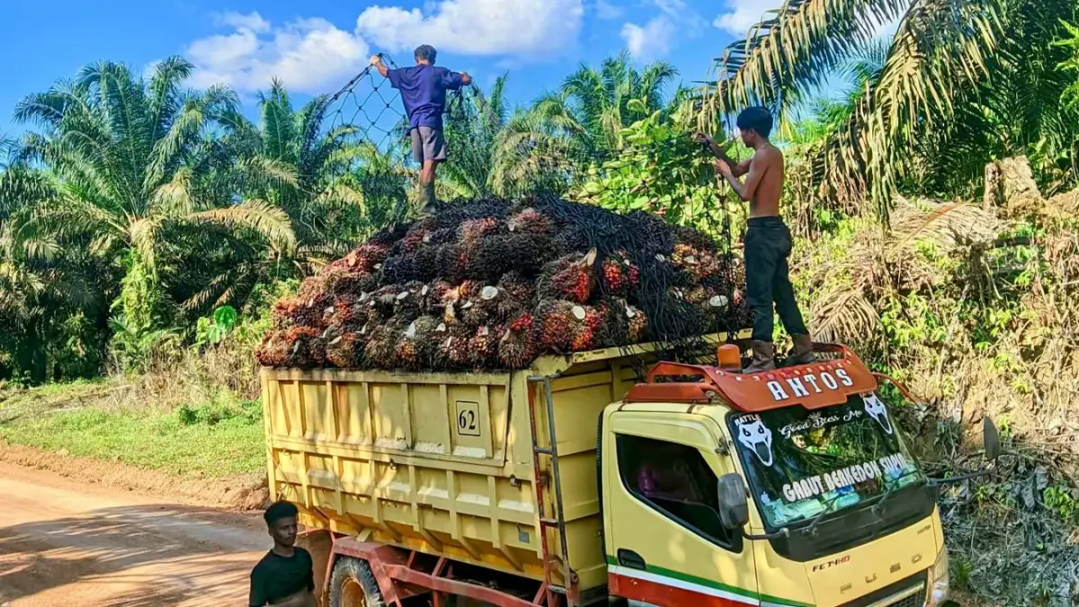 Hingga akhir Maret, harga TBS catat kenaikan signifikan. Mulai harga CPO dan kernel lalu harga TBS per kelompok umur.

&nbsp;