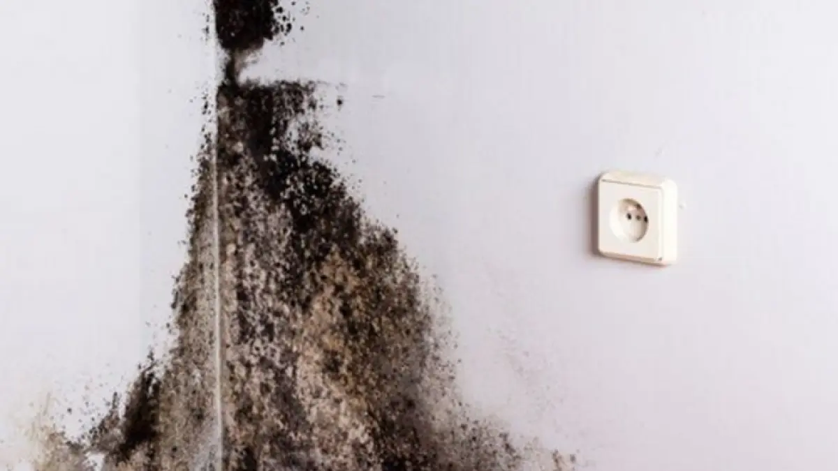 Ilustrasi bercak black mold di kamar tidur yang menempel pada dinding lembap akibat sirkulasi udara buruk. (Cleveland Clinic)
