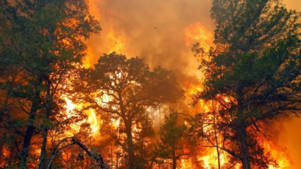 Ilustrasi foto karhutla. BPBD memetakan wilayah Samarinda Utara dan Palaran sebagai zona rawan kebakaran hutan dan lahan, serta mengimbau warga untuk tidak membuka lahan dengan cara membakar. (IST)