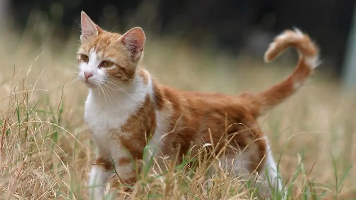 ilustrasi kucing.