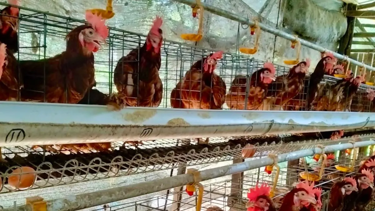TERDAMPAK: Kelompok unggas paling rentan terhadap cuaca panas ekstrem, dampaknya bisa menurunkan produksi telur hingga kematian. (RORO/KP)
