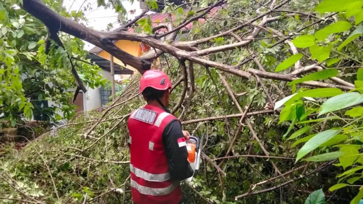 TUMBANG: Hujan disertai angin kencang membuat sebuah pohon tumbang di kawasan Karang Jati, Balikpapan Tengah.