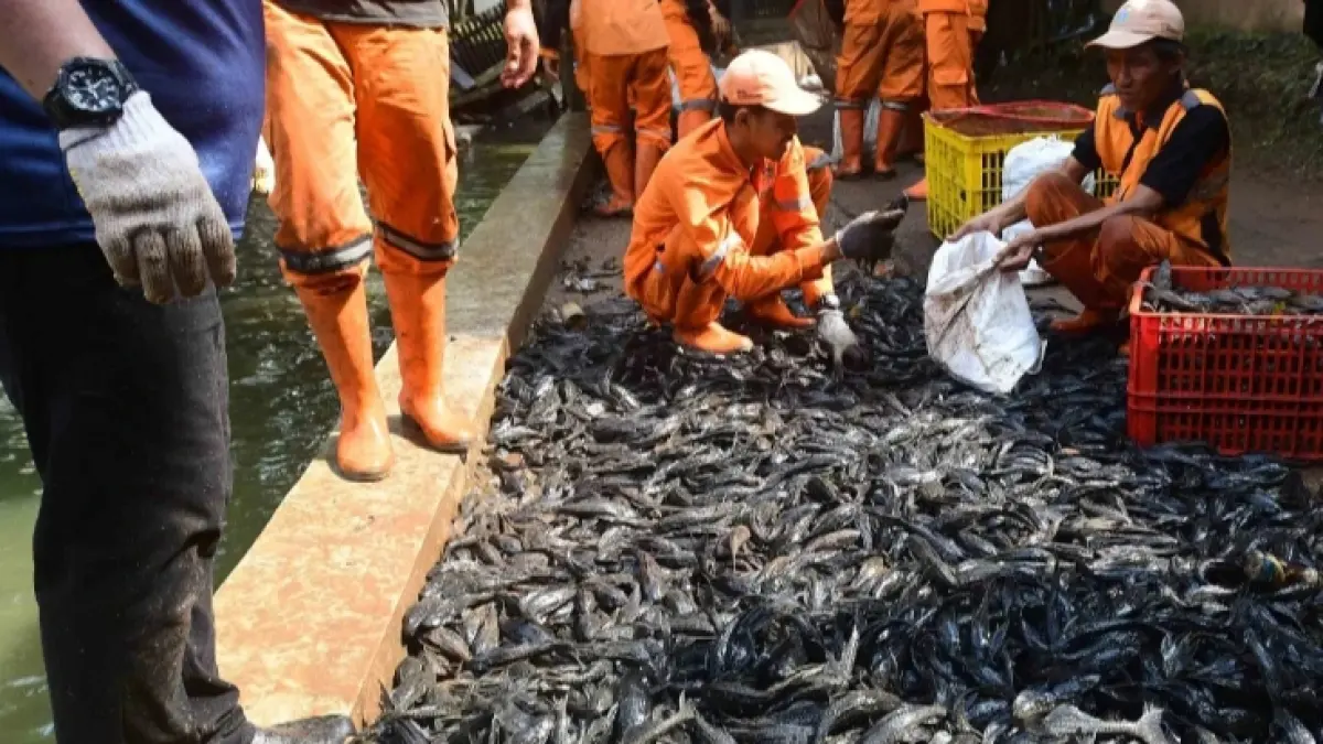 Petugas mengumpulkan sekitar 3 ton ikan sapu-sapu hasil operasi pembersihan di perairan Jakarta sebelum dimusnahkan demi menjaga ekosistem. (Foto CNN)