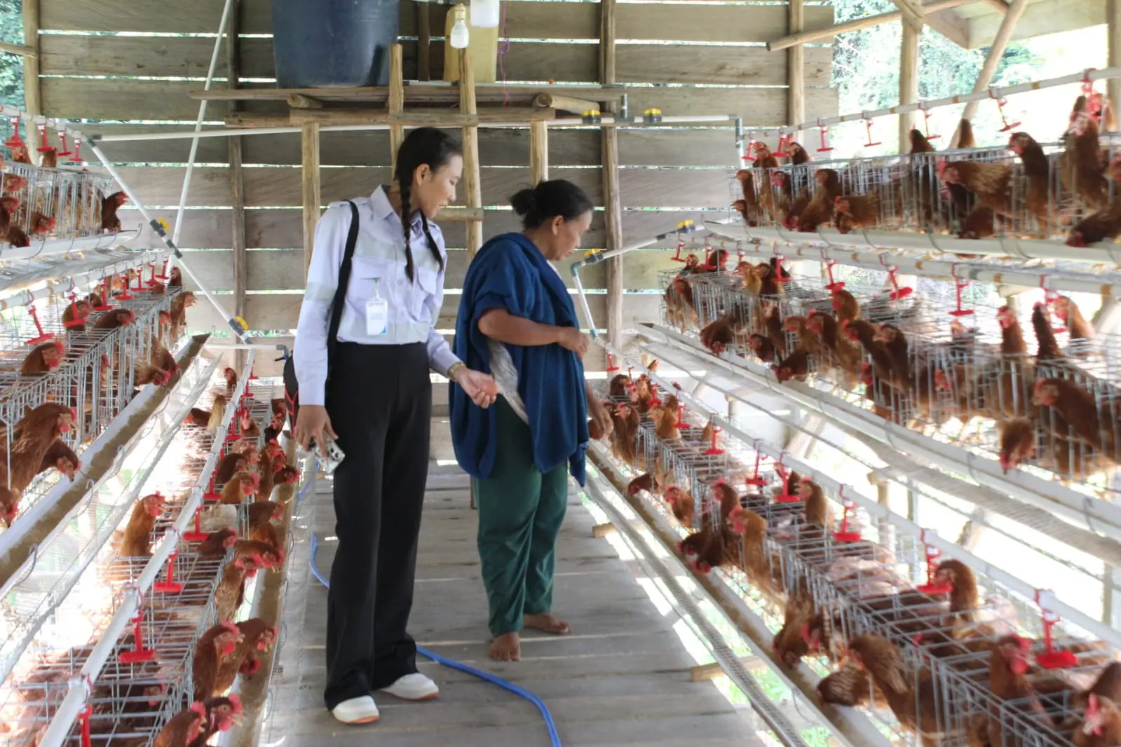 BERHASIL: Pengelolaan yang baik dapat menghasilkan peningkatan mutu ayam petelur dan boiler. 