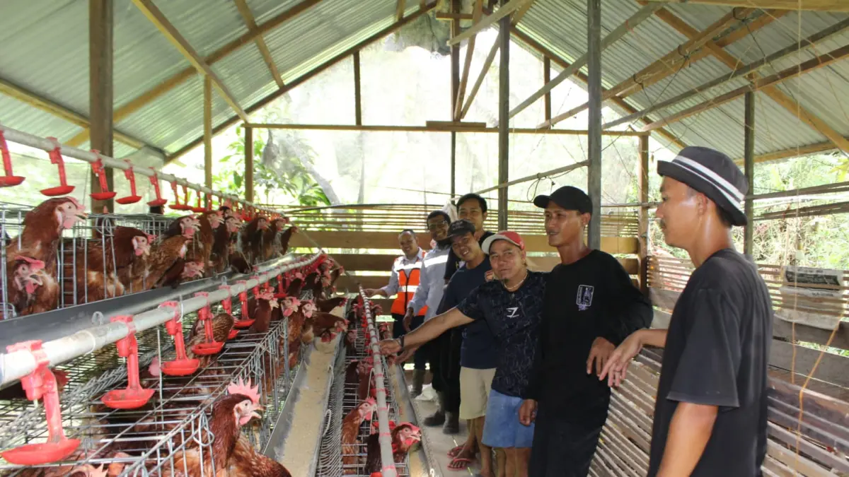 SUKSES: Kelompok binaan PT TCM di Kubar berhasil mengembangkan budidaya ayam petelur dan boiler yang rata-rata dikelola anak muda. 