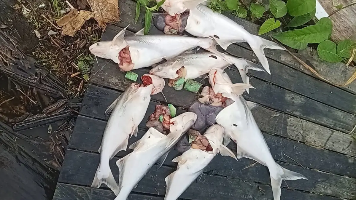 DIDUGA DIRACUN: Ikan - ikan dari Sungai Mahakam yang ditemukan mati oleh nelayan yang diduga akibat diracun.