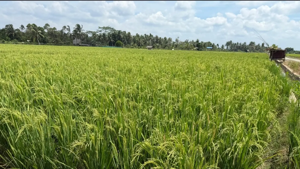PENGELUARAN: Meski harga hasil pertanian naik tipis, beban pengeluaran petani justru meningkat baik dari sisi produksi maupun konsumsi rumah tangga.
