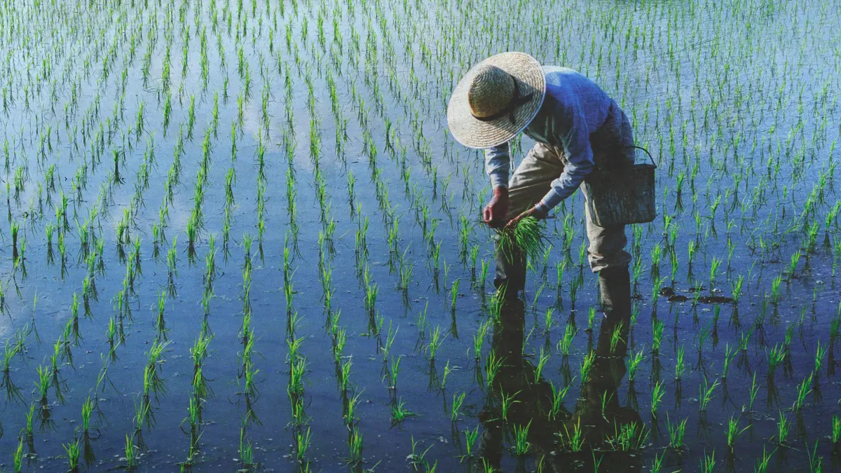 SUPRLUS: Berdasarkan survei pemantauan harga di enam kabupaten, petani di Kaltim masih surplus.