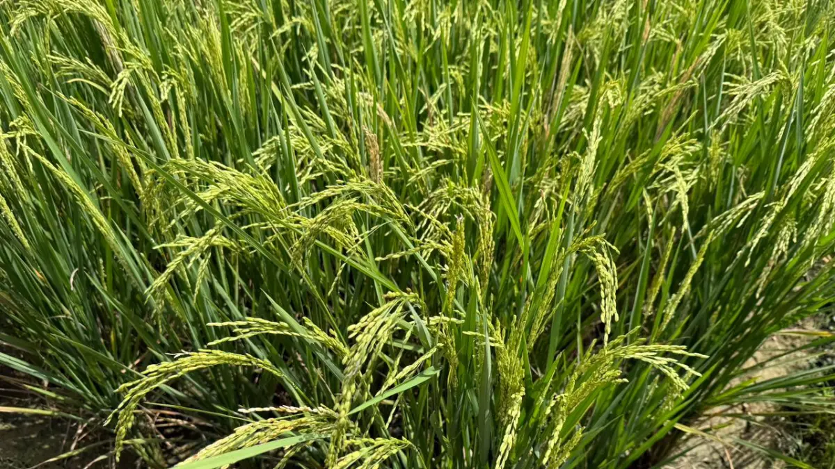 PRODUKTIVITAS: Rata-rata produktivitas padi di Kaltim 4,1 ton per hektare, lewat pendekatan mekanisasi pertanian dan aplikasi benih mampu capai 6,2 ton per hektare.