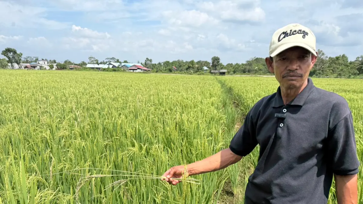 PENINGKATAN: Terjadi peningkatan signifikan produksi padi setelah mekanisasi pertanian. Dari 2,5 ton hingga 5,5 ton per hektare.
