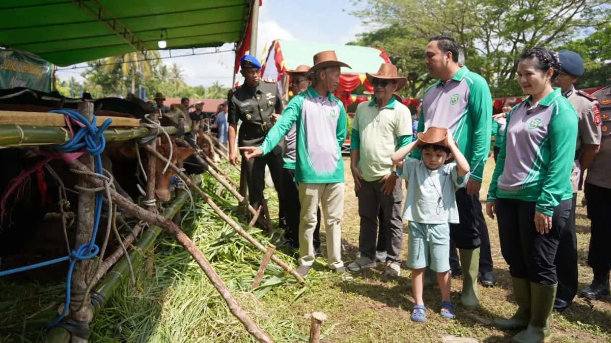 PERSAINGAN SEHAT: Suasana kontes ternak di Kubar tahun 2026.
