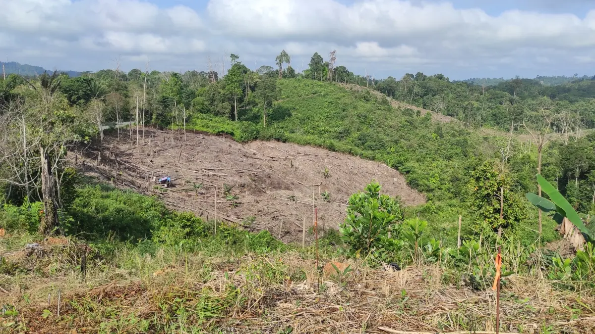 DIRAMBAH: Potret perambahan di kawasan Tahura Bukit Soeharto di KM 65, Desa Batuah, Kukar, poros Balikpapan - Samarinda. (M RIDHUAN/KP)