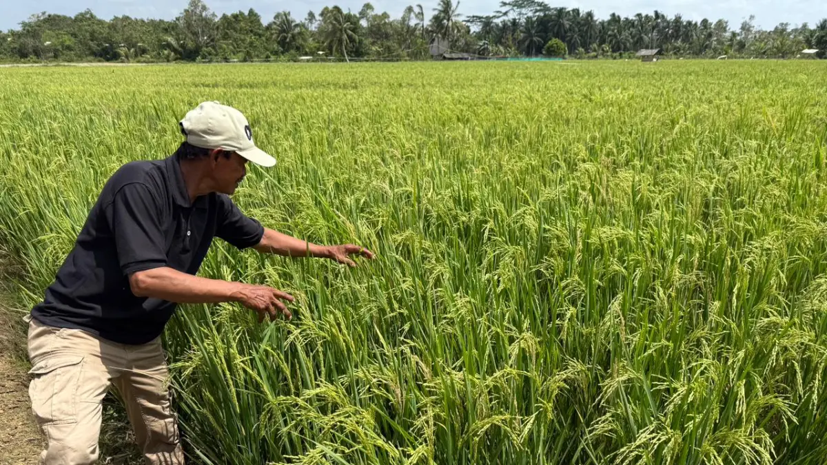 INDIKATOR: Meski terjadi inflasi di tingkat perdesaan, petani masih memiliki ruang keuntungan dari aktivitas produksinya.