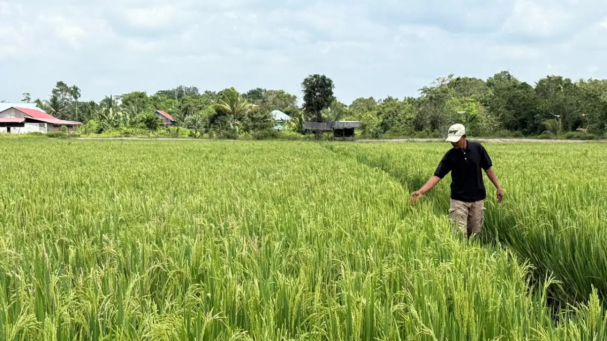 LEBIH CEPAT: Sepanjang 2025, NTP terjadi peningkatan 6,19 dibandingkan 2024. Harga yang diterima petani meningkat lebih cepat dibandingkan biaya yang harus mereka keluarkan. (RORO/KP)

&nbsp;