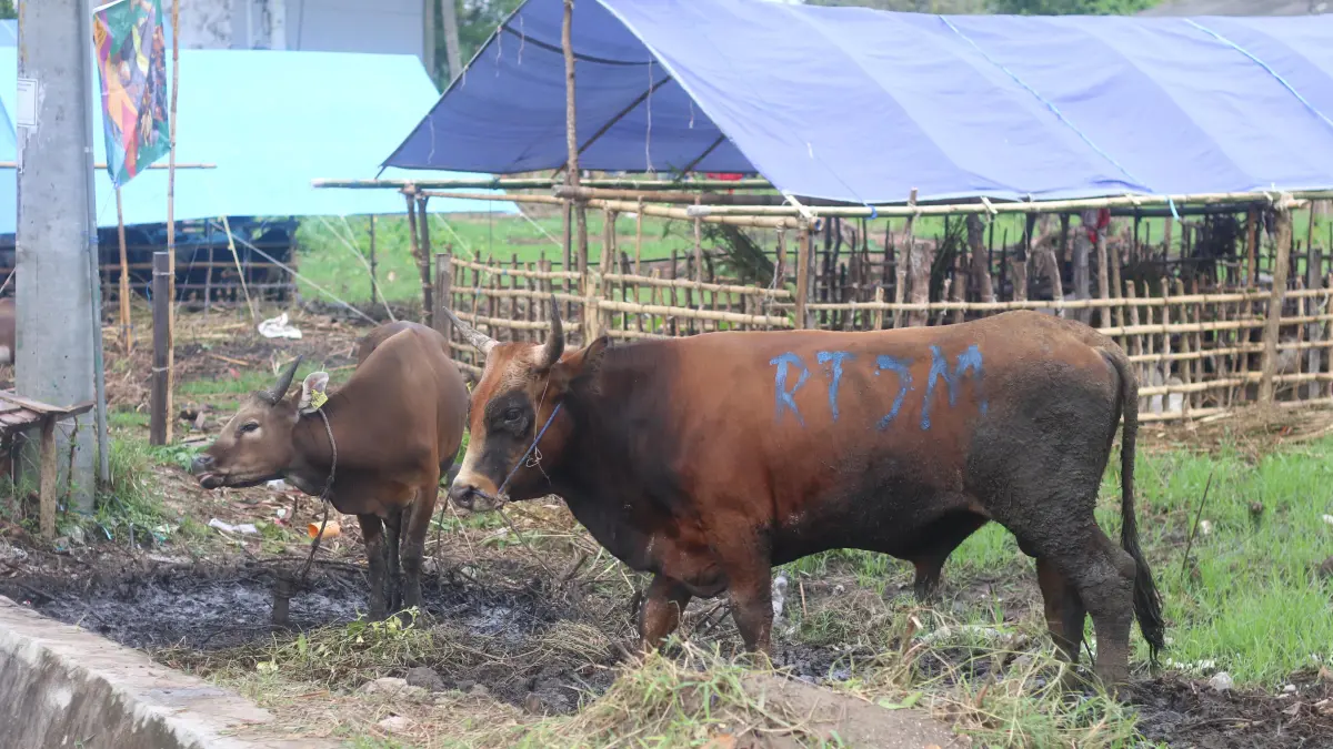 HEWAN KURBAN: Pedagang hewan kurban di Balikpapan mulai mempersiapkan stok sapi dan kambing menjelang Idul Adha 2026.