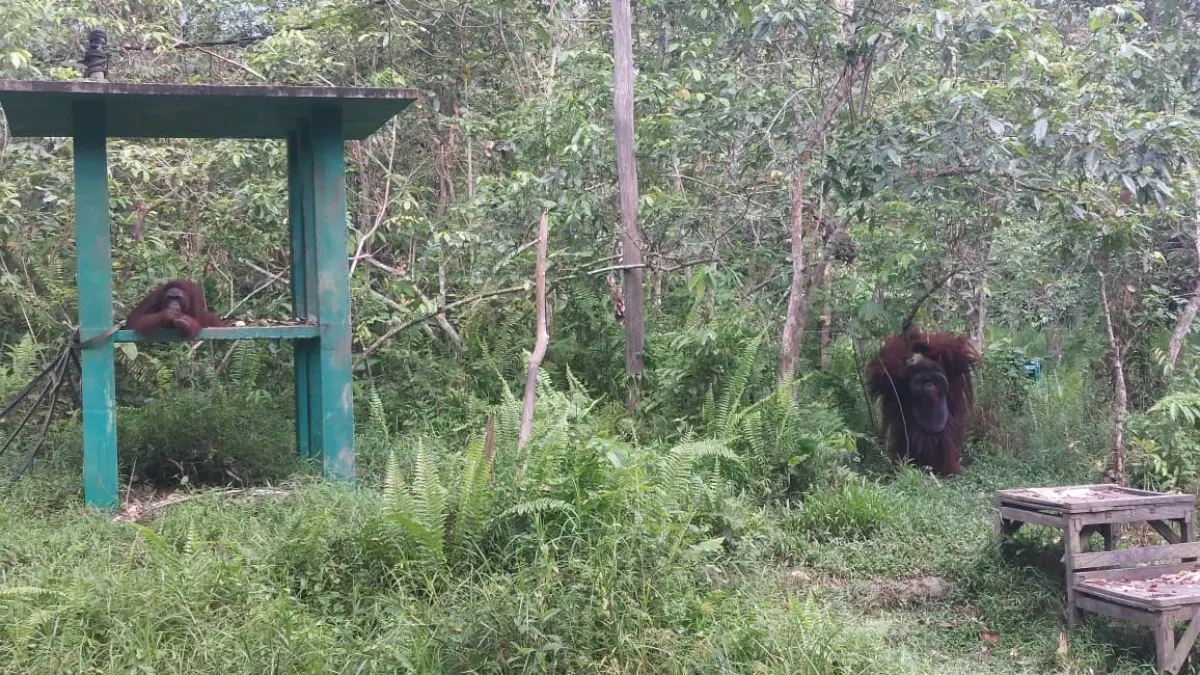 ORANGUTAN: Rambo (kanan) dan Aluhdora (kiri), dua orangutan yang menempati Samboja Lestari. (OKTAVIA MEGARIA/KP)