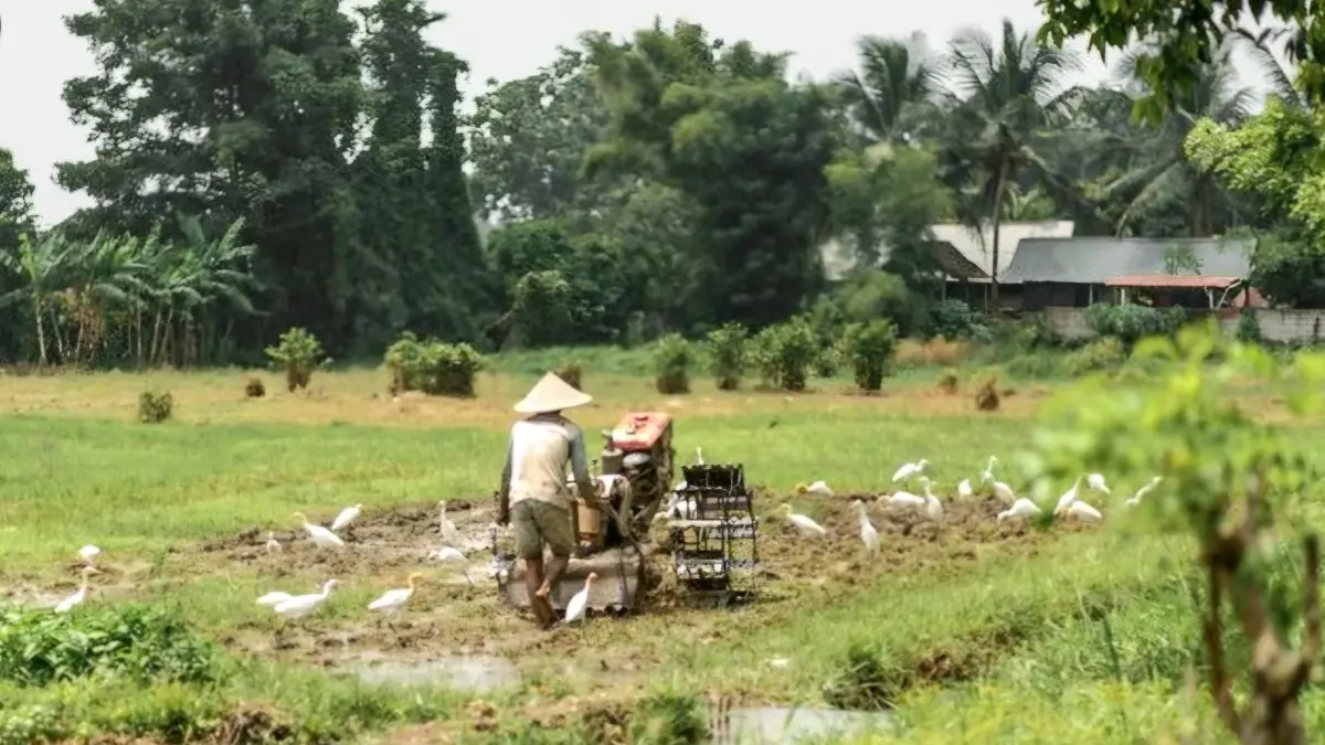 TAK MENENTU: Sepanjang 2025, inflasi perdesaan menunjukkan pola fluktuatif. Hal itu berkaitan dengan Indeks Harga yang Dibayar Petani (Ib).