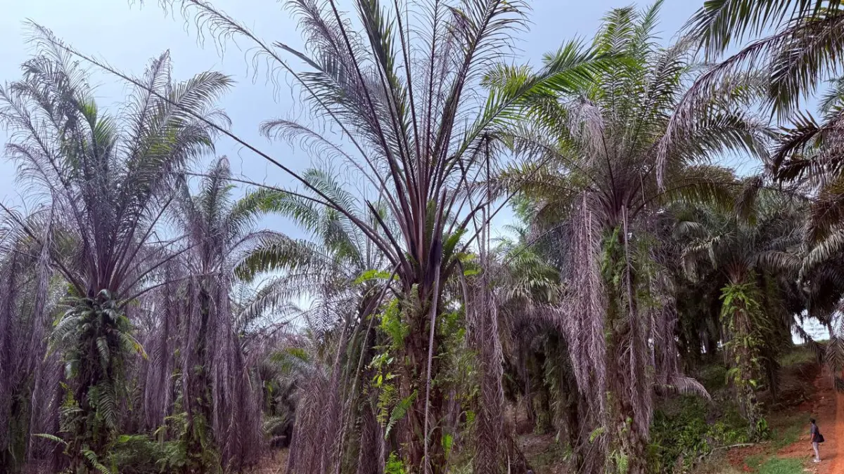 MULAI MATI: Sejumlah tanaman milik petani tampak meranggas dan mati yang diduga akibat aktivitas sebuah perusahaan perkebunan di Girimukti, Penajam, PPU. (ist/kp)
