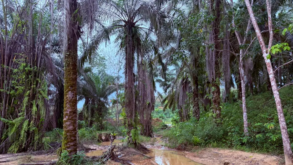 MATI: Pohon kelapa sawit yang tampak mati ini dilaporkan oleh petani diduga akibat pencemaran lingkungan.(ist/kp)