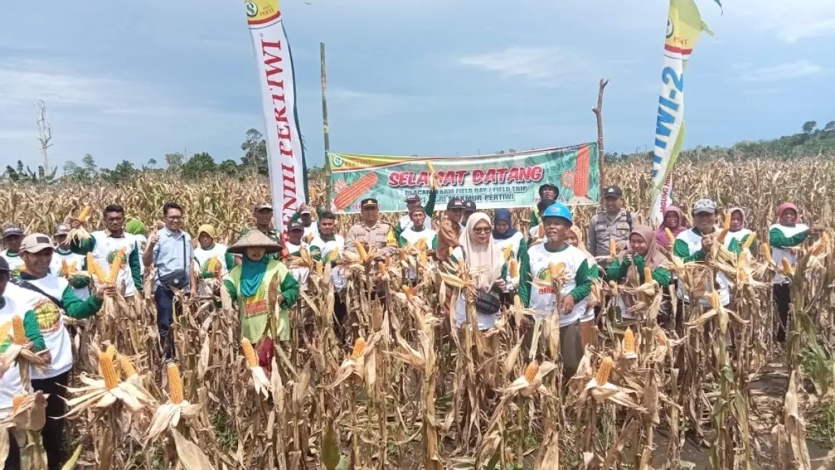 Kebun jagung