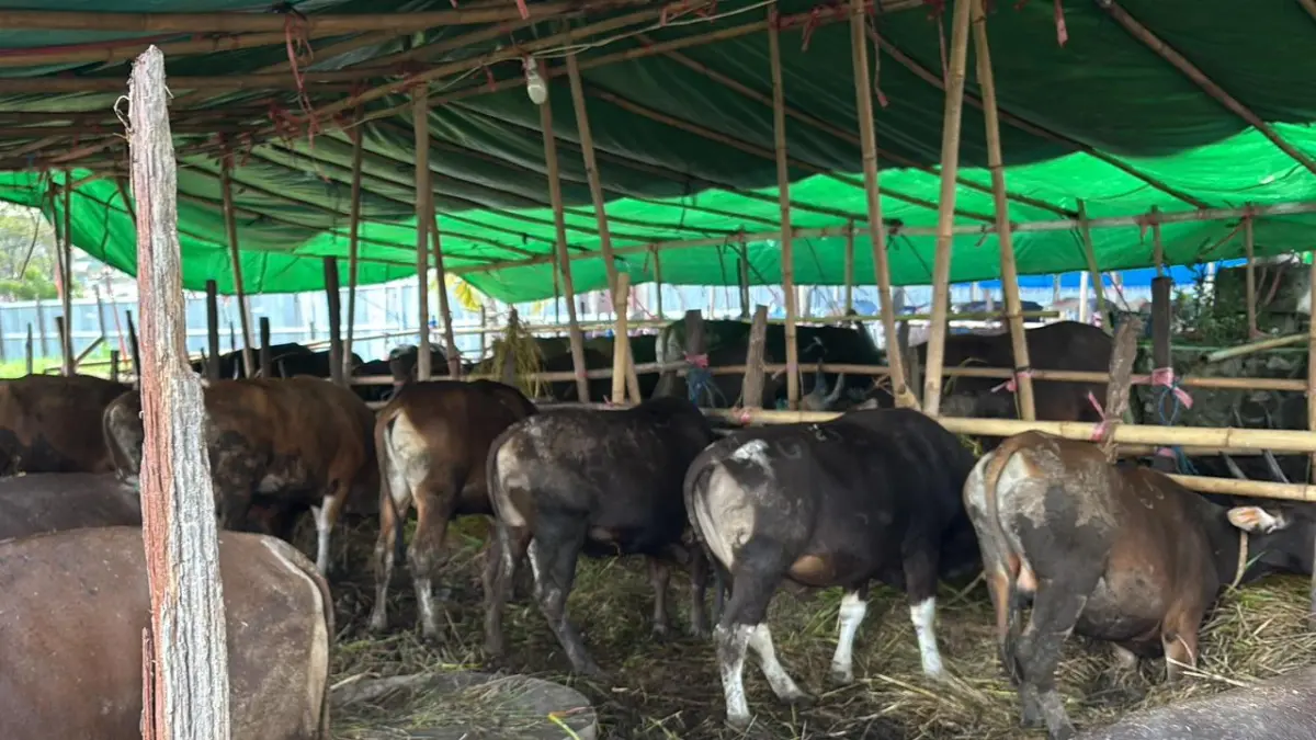 BANYAK PILIHAN: Sapi Sutha Samarinda menawarkan hewan mulai Rp 14 juta untuk berat sekitar 180 Kg. Namun yang ramai peminat ukuran sekitar 220 Kg, dibanderol Rp 20 juta. Di sini juga ada sapi sultan yang dibanderol Rp 135 juta.