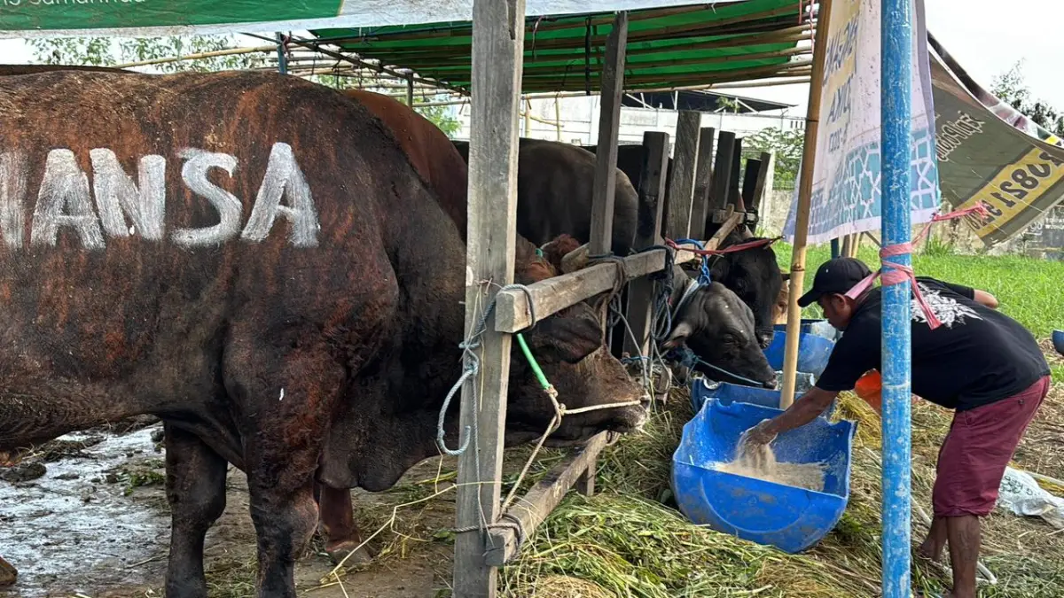 PENGALAMAN: Permintaan sapi kurban saat ini masih sepi, namun pedagang tetap optimistis ada lonjakan H-7 jelang Iduladha.