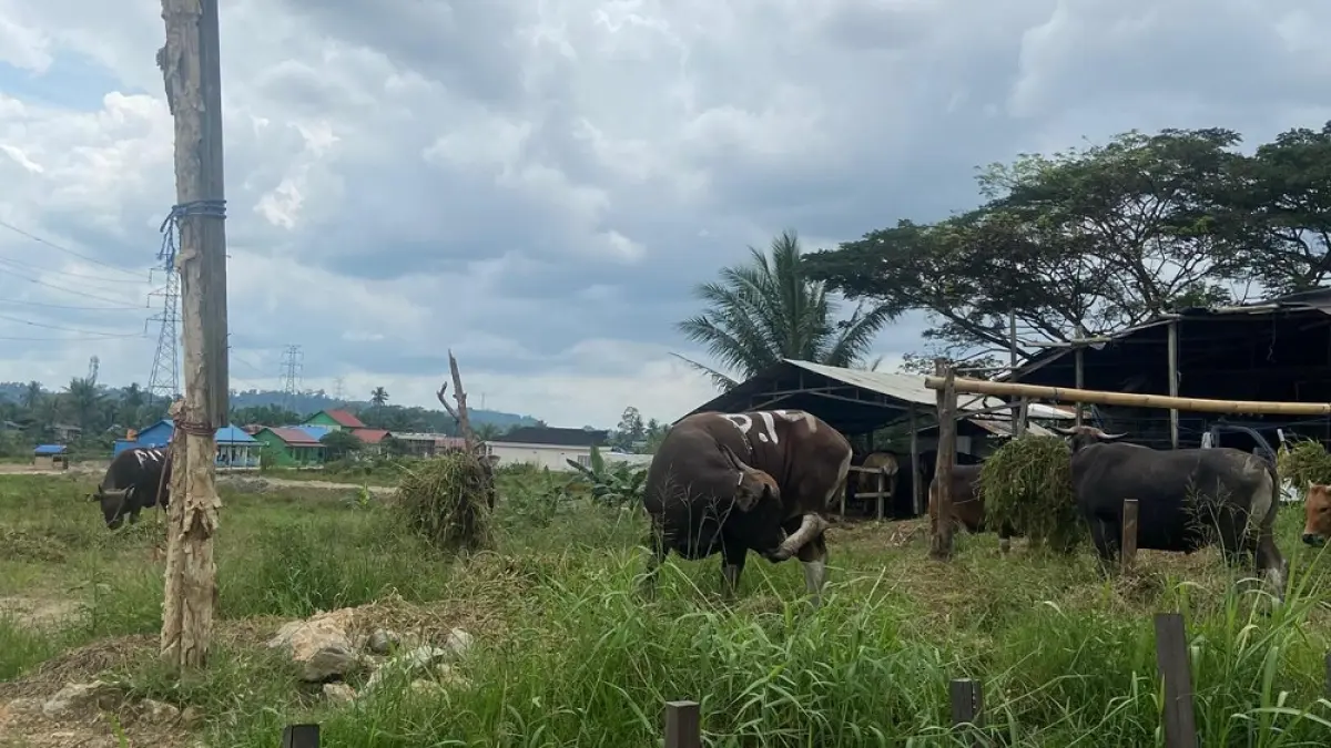 PENGAWASAN: DPKH Kaltim memperketat pemeriksaan ternak melalui pengecekan dokumen SKKHA, pemeriksaan fisik, hingga organ dalam guna memastikan hewan kurban sehat, layak dan sesuai syariat sebelum dipotong dan didistribusikan ke masyarakat.