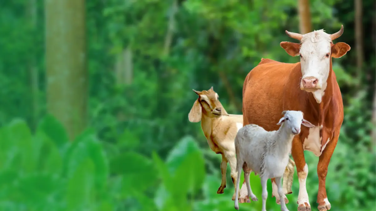 Ilustrasi foto hewan kurban sapi dan kambing.(ist)