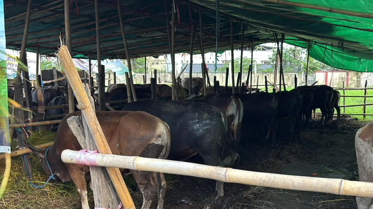 PENGAWASAN: Lapak ternak yang bermunculan jelang Iduladha jadi perhatian pemerintah daerah.

&nbsp;
